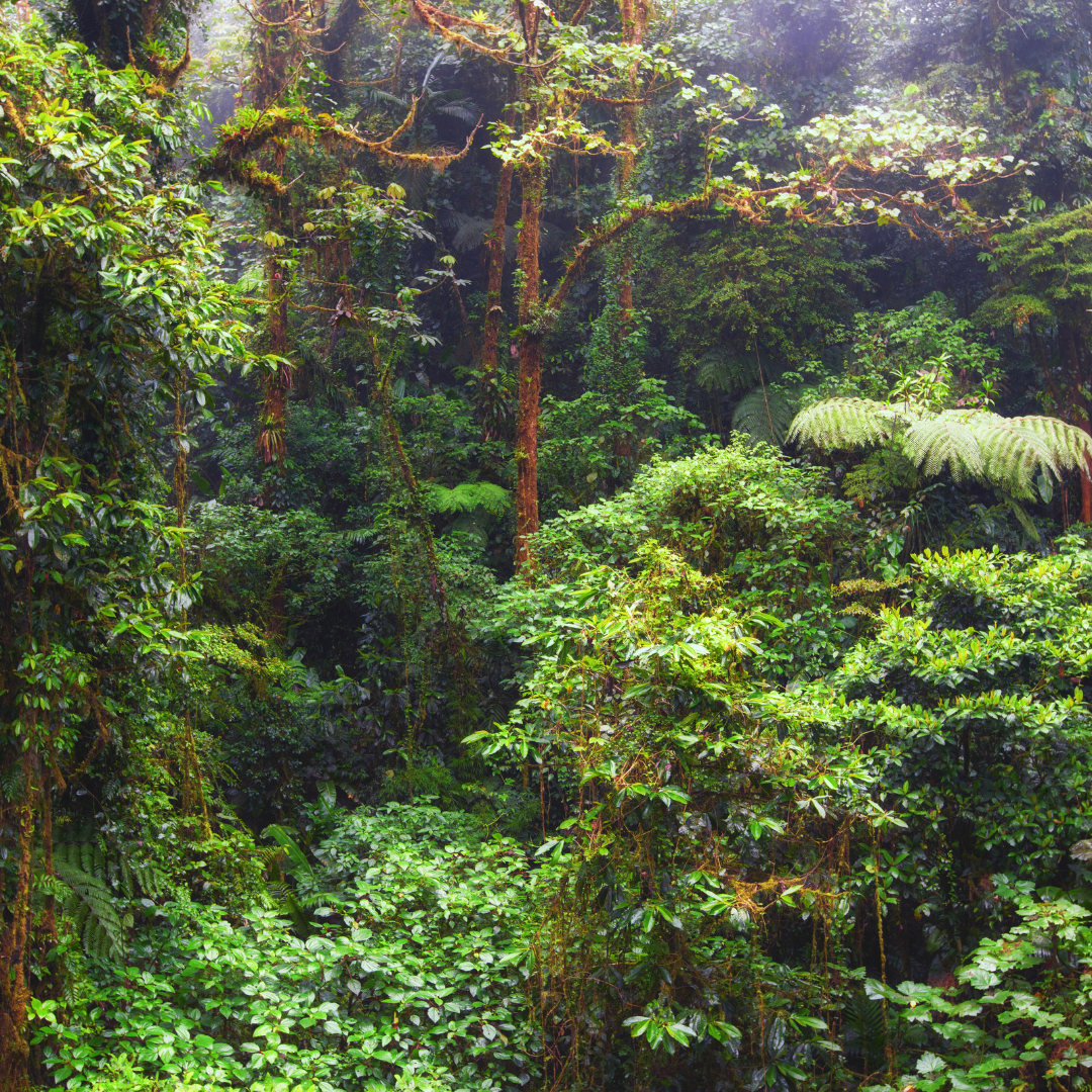 Monteverde